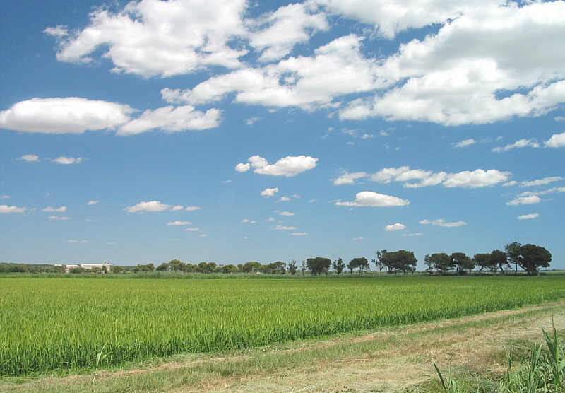 France_rice_field_in_camargue